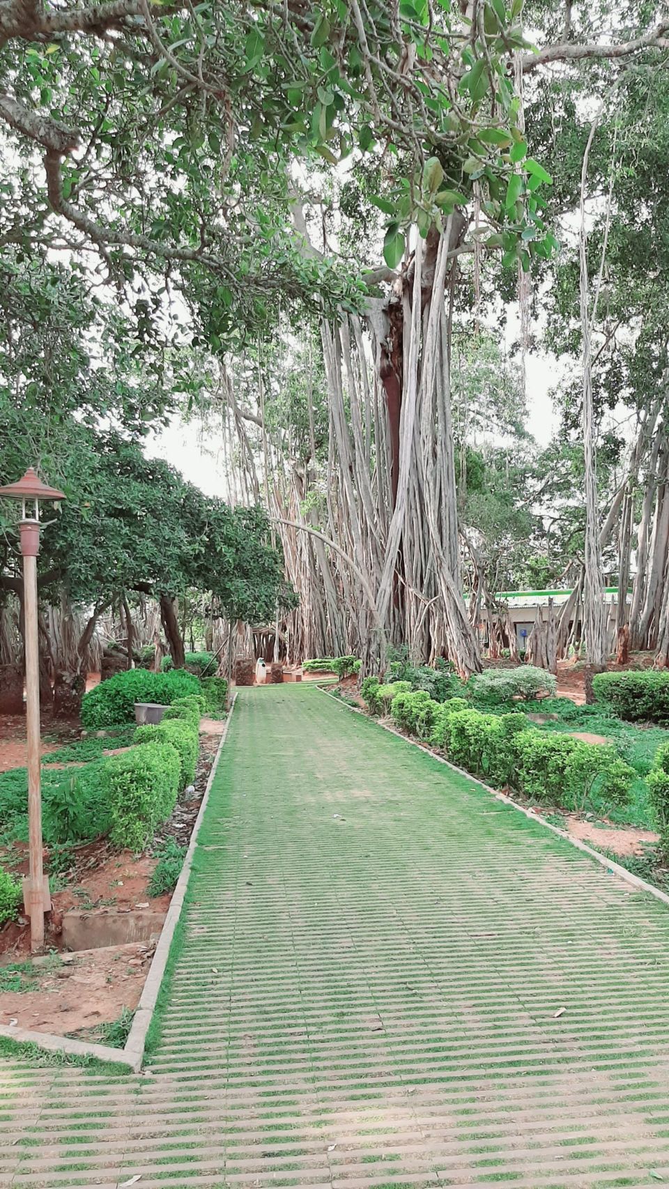 Photo of A Weekend gateway under 30km from Bangalore -Dodda Alada Mara by Ruchi