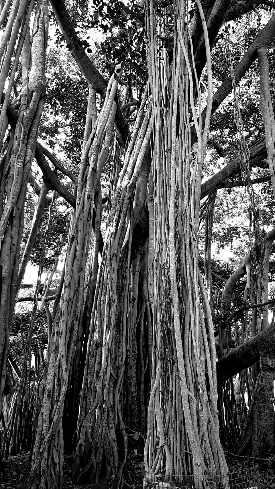 Photo of A Weekend gateway under 30km from Bangalore -Dodda Alada Mara by Ruchi