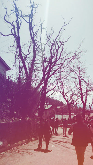 Photo of #BackpackingThroughHimachal – Part 1: Shimla 12/14 by Meena