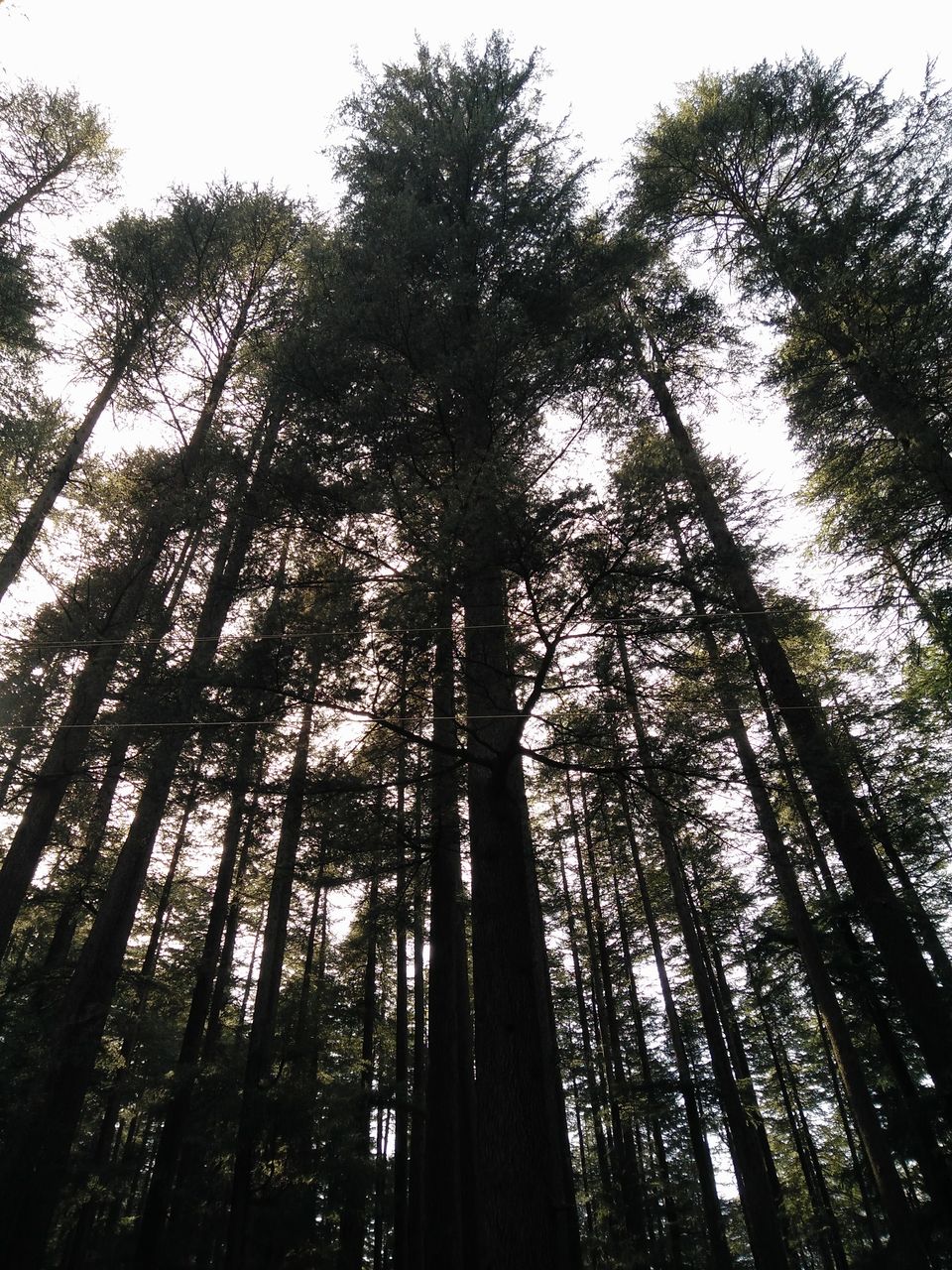 Photo of #BackpackingThroughHimachal - Part 2: Manali 4/13 by Meena