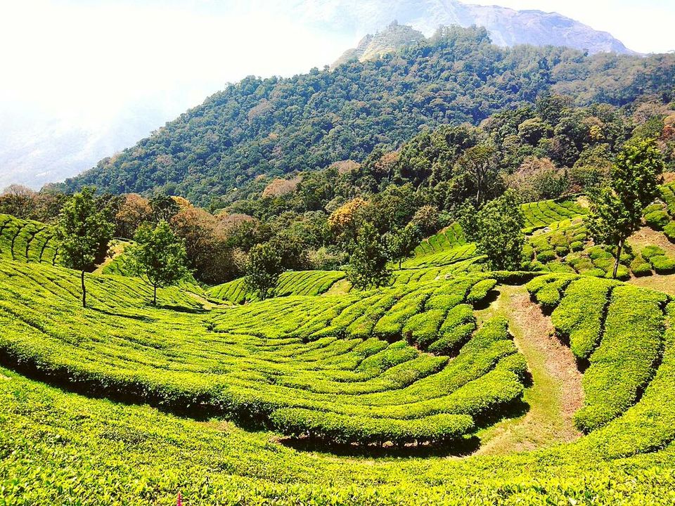 Photo of Munnar - Top Station Highway, Silent Valley, Munnar, Kerala, India by Radhika