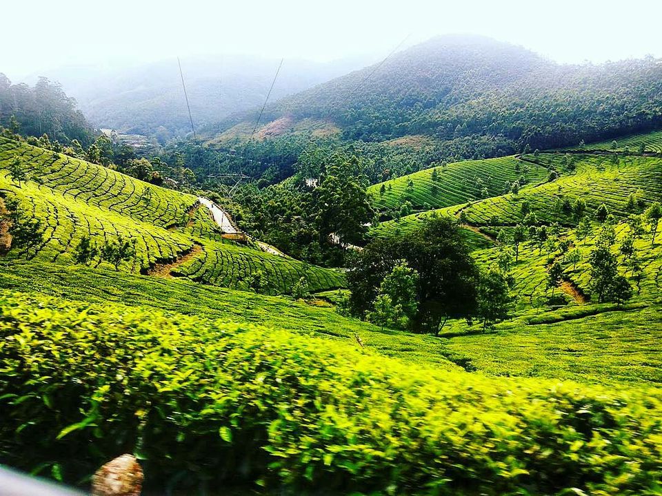 Photo of Munnar - Top Station Highway, Silent Valley, Munnar, Kerala, India by Radhika