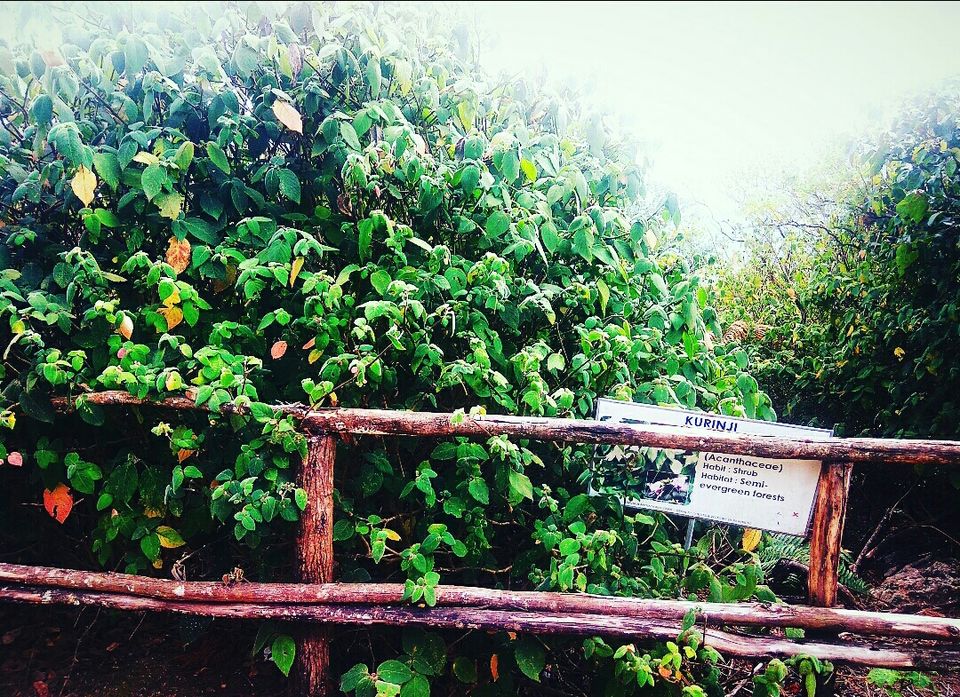 Photo of Munnar, Kerala, India by Radhika