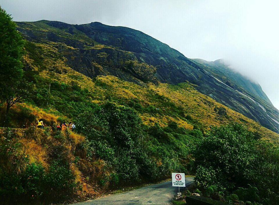 Photo of Munnar, Kerala, India by Radhika