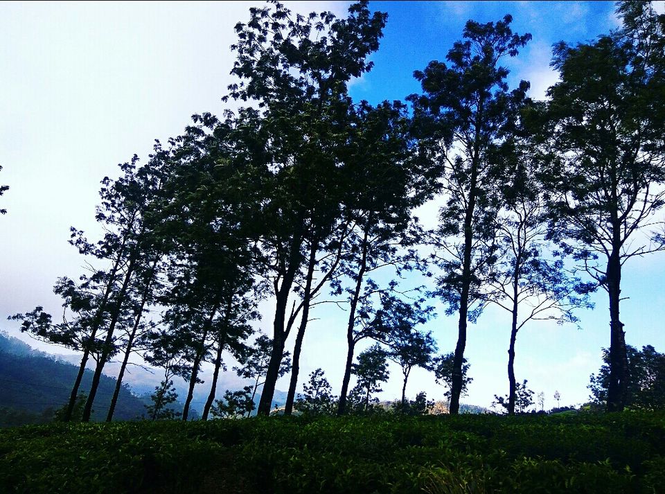 Photo of Munnar, Kerala, India by Radhika