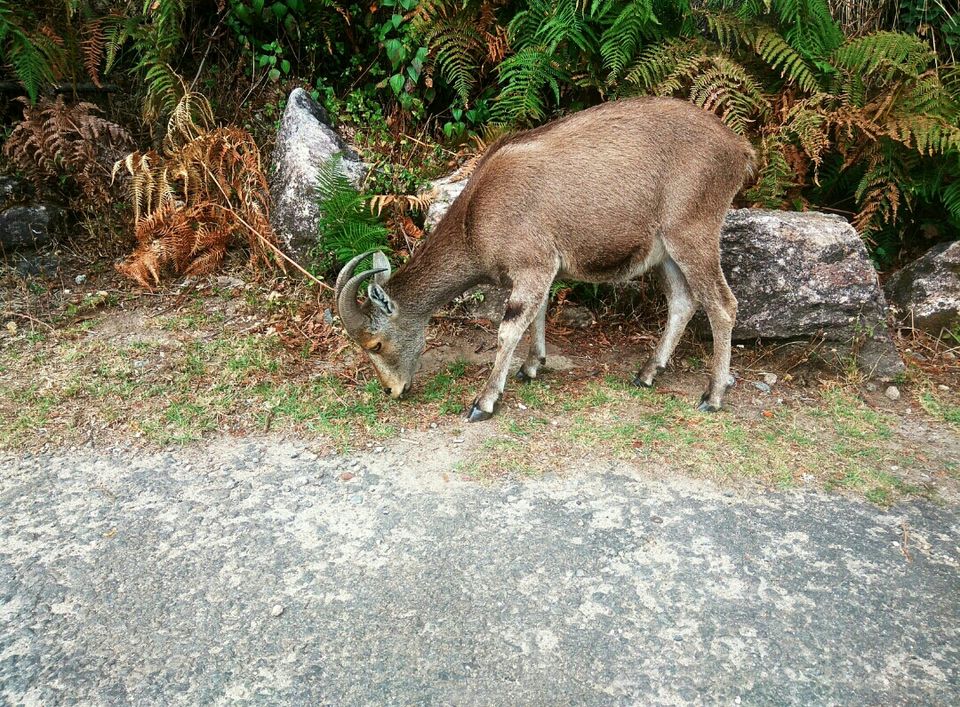 Photo of Munnar, Kerala, India by Radhika
