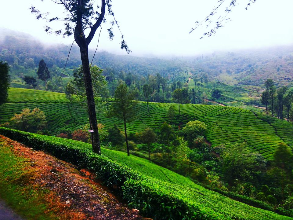 Photo of Munnar, Kerala, India by Radhika
