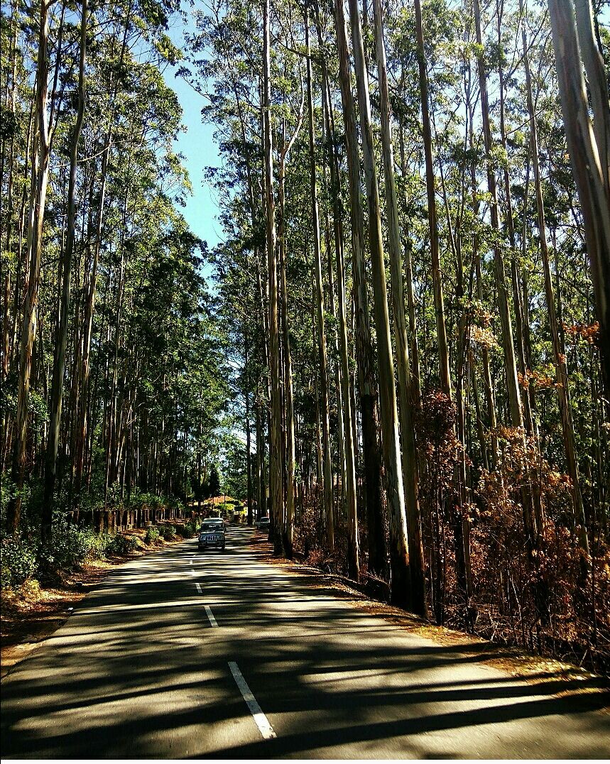 Photo of Munnar - Top Station Highway, Silent Valley, Munnar, Kerala, India by Radhika