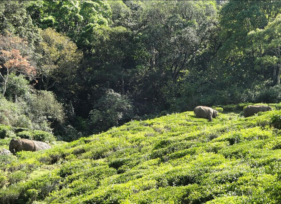 Photo of Munnar - Top Station Highway, Silent Valley, Munnar, Kerala, India by Radhika