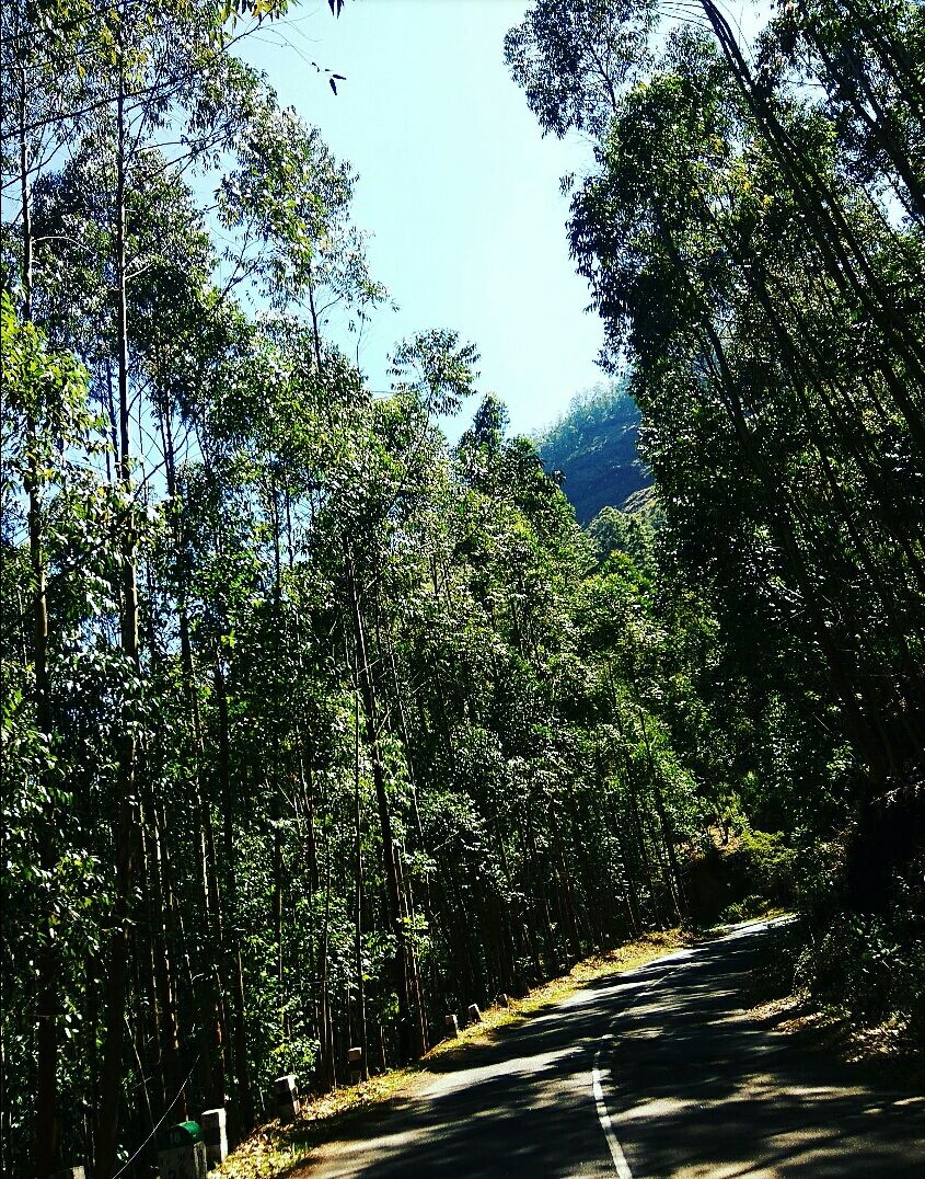 Photo of Munnar - Top Station Highway, Silent Valley, Munnar, Kerala, India by Radhika