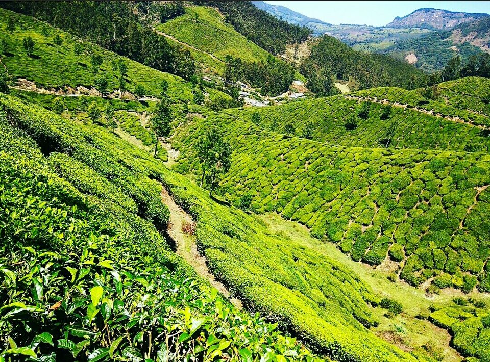 Photo of Munnar - Top Station Highway, Silent Valley, Munnar, Kerala, India by Radhika