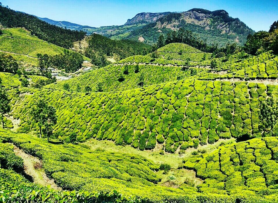 Photo of Munnar, Kerala, India by Radhika