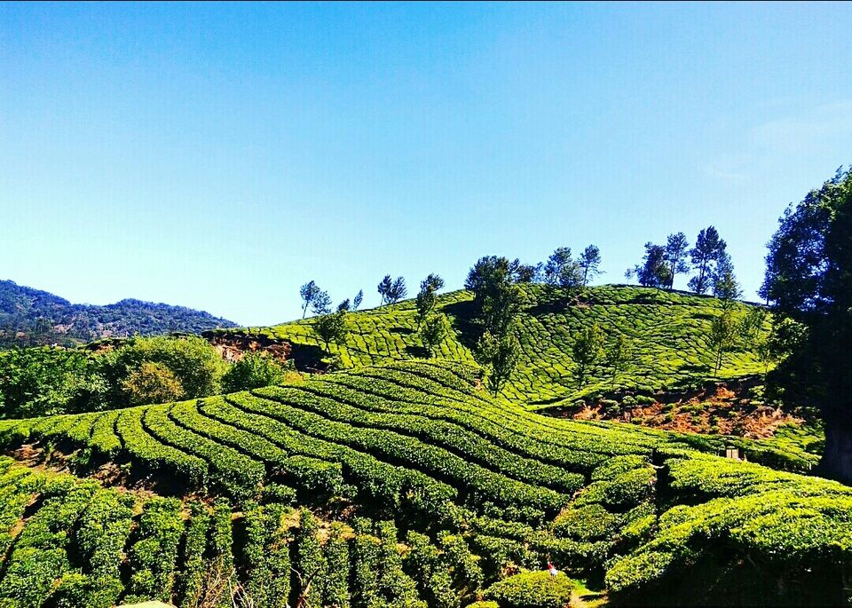 Photo of Munnar, Kerala, India by Radhika