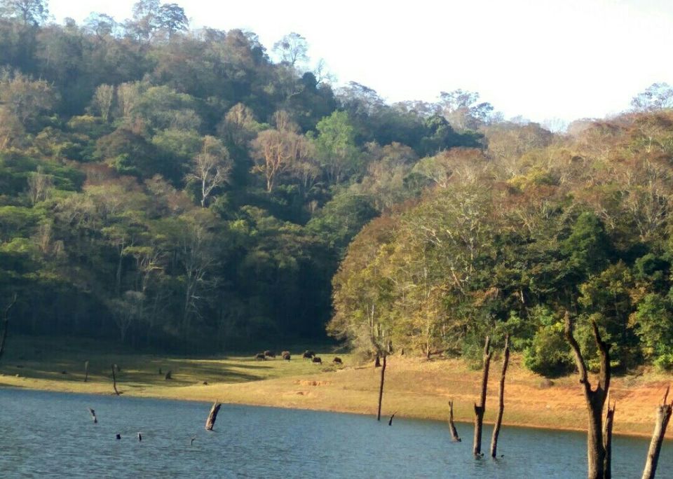 Photo of Periyar Lake, Idukki, Kerala, India by Radhika