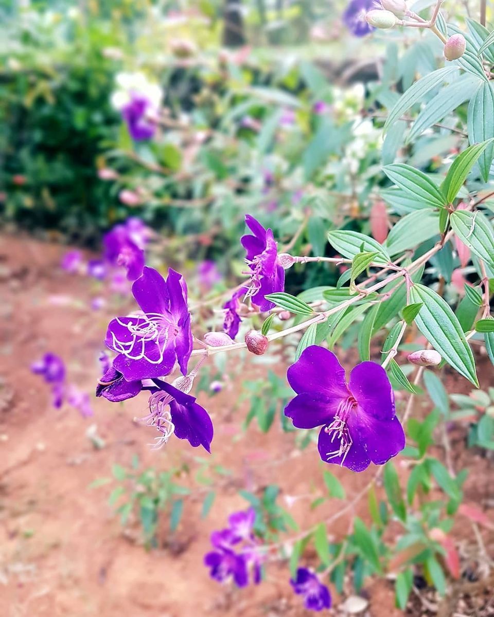 Photo of Rare Earth Estate, Kaggodlu, Biligeri, Madikeri Taluk, Coorg, Karnataka, india, Karnataka, India by Radhika