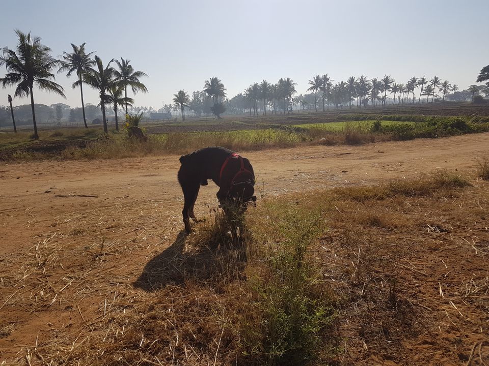 Photo of Mysore district, Karnataka, India by Radhika