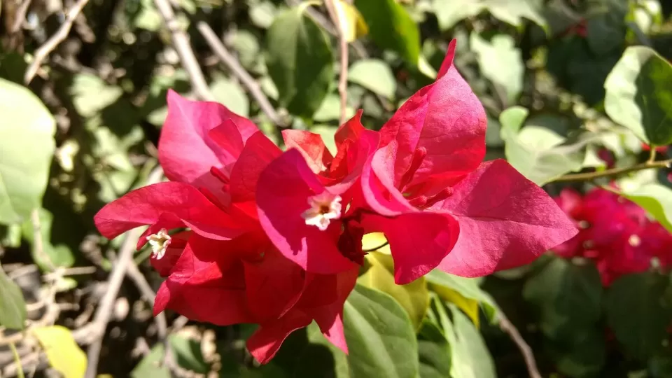 Photo of Hotel Sarovar, Udaipur, Rajasthan, India by ghumakkad_bandi