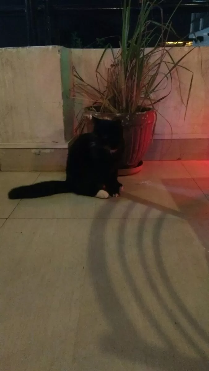 Photo of Millets Of Mewar, Udaipur, Rajasthan, India by ghumakkad_bandi