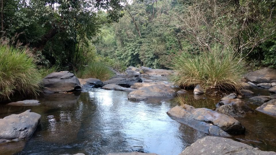 Photo of A Stroll in the Forest for Kudremukh Peak by Chinoy Pareek