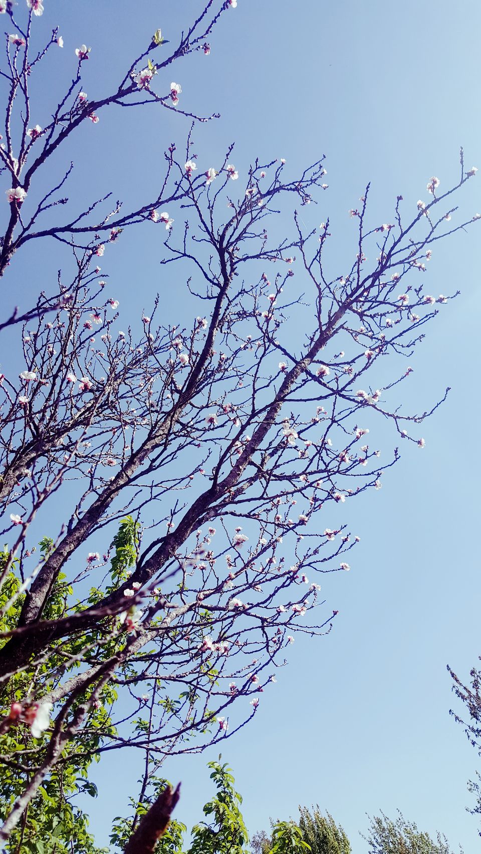 Photo of Heart of Travelers amidst lush green Forests 6/9 by ritika gaur