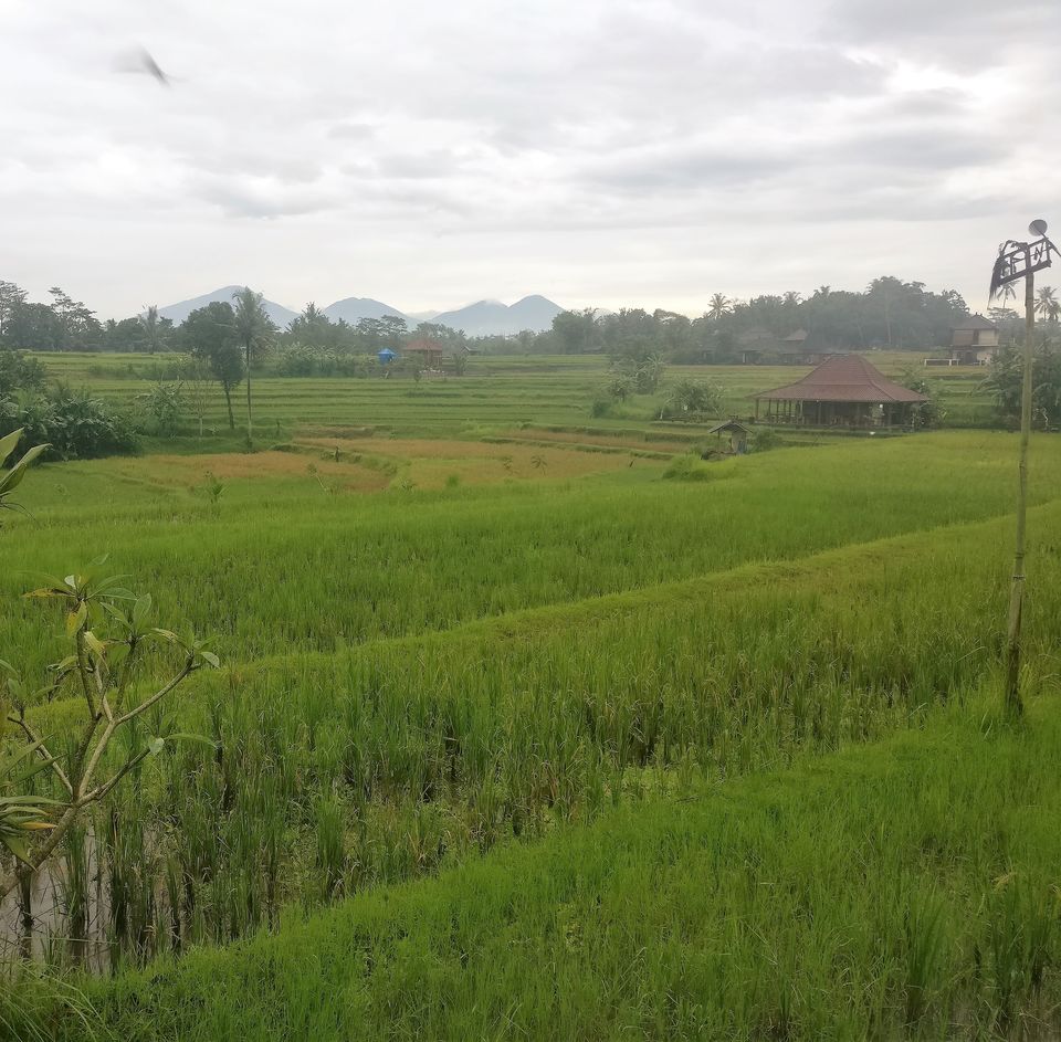 Photo of Campuhan Ridge walk - Ubud, Bali. Free activity , priceless experience ! by Neha Kothari