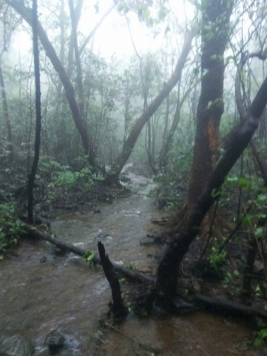 Photo of Andharban - a refreshing forest trek !! by Neha Kothari