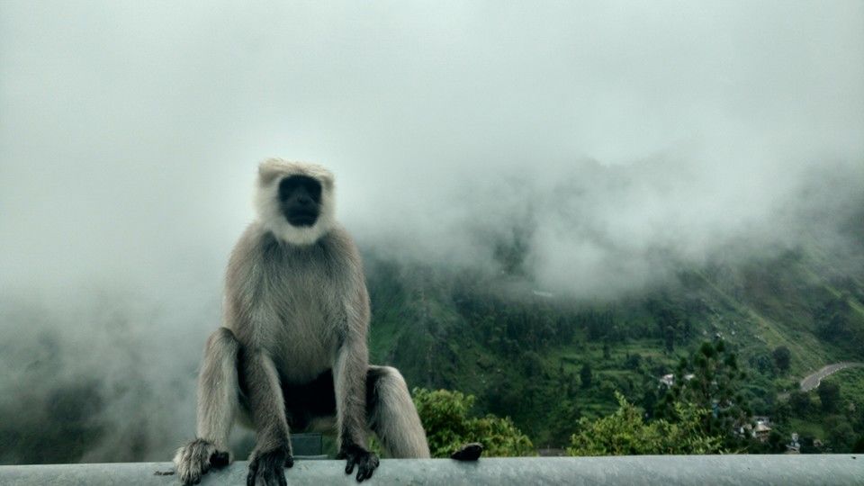 Photo of Pangot, Uttarakhand, India by Nidhi
