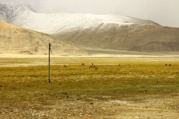 Photo of Spangmik-Hanle: Drive through the Changthang Wildlife Sanctuary by Arnav Deshpande