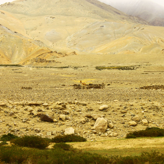 Photo of Spangmik-Hanle: Drive through the Changthang Wildlife Sanctuary by Arnav Deshpande