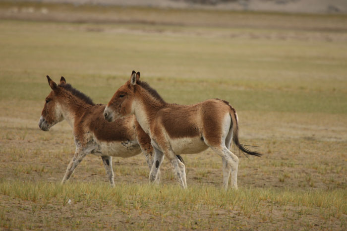Photo of Spangmik-Hanle: Drive through the Changthang Wildlife Sanctuary by Arnav Deshpande