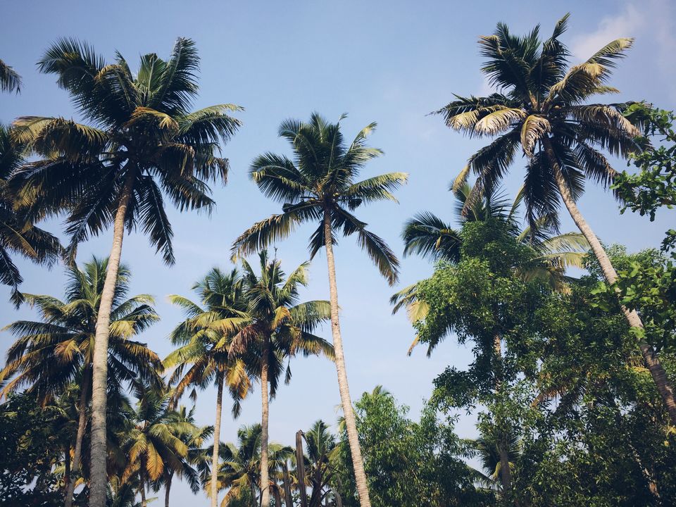 Photo of Marari Beach Alappuzha, Mararikulam, Kerala, India by Mohini Chauhan