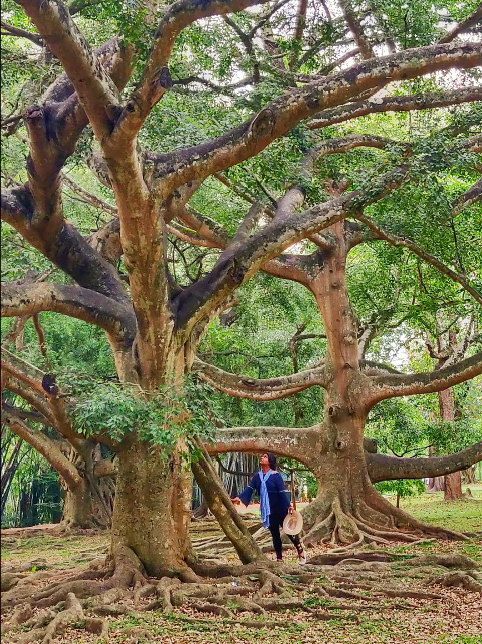 Photo of Kandy, Sri Lanka by The Travel Pundit