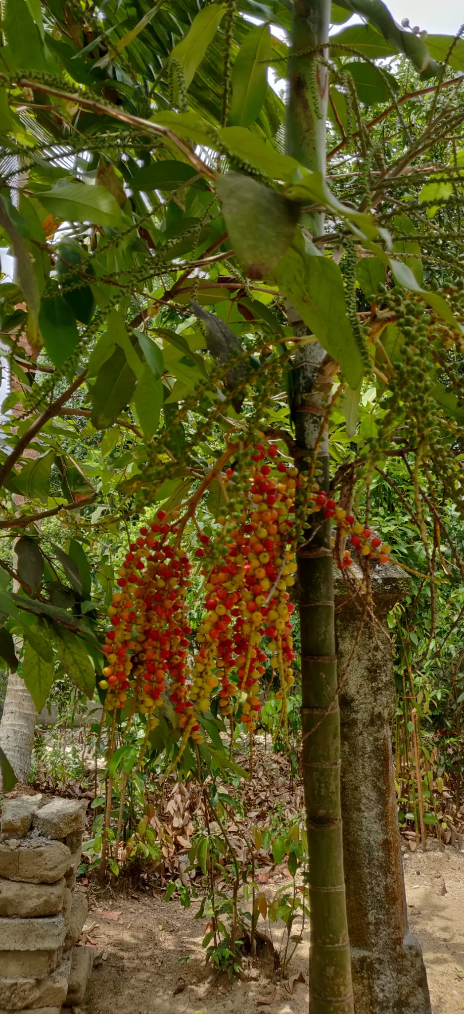 Photo of Madu Ganga , Sri Lanka by The Travel Pundit