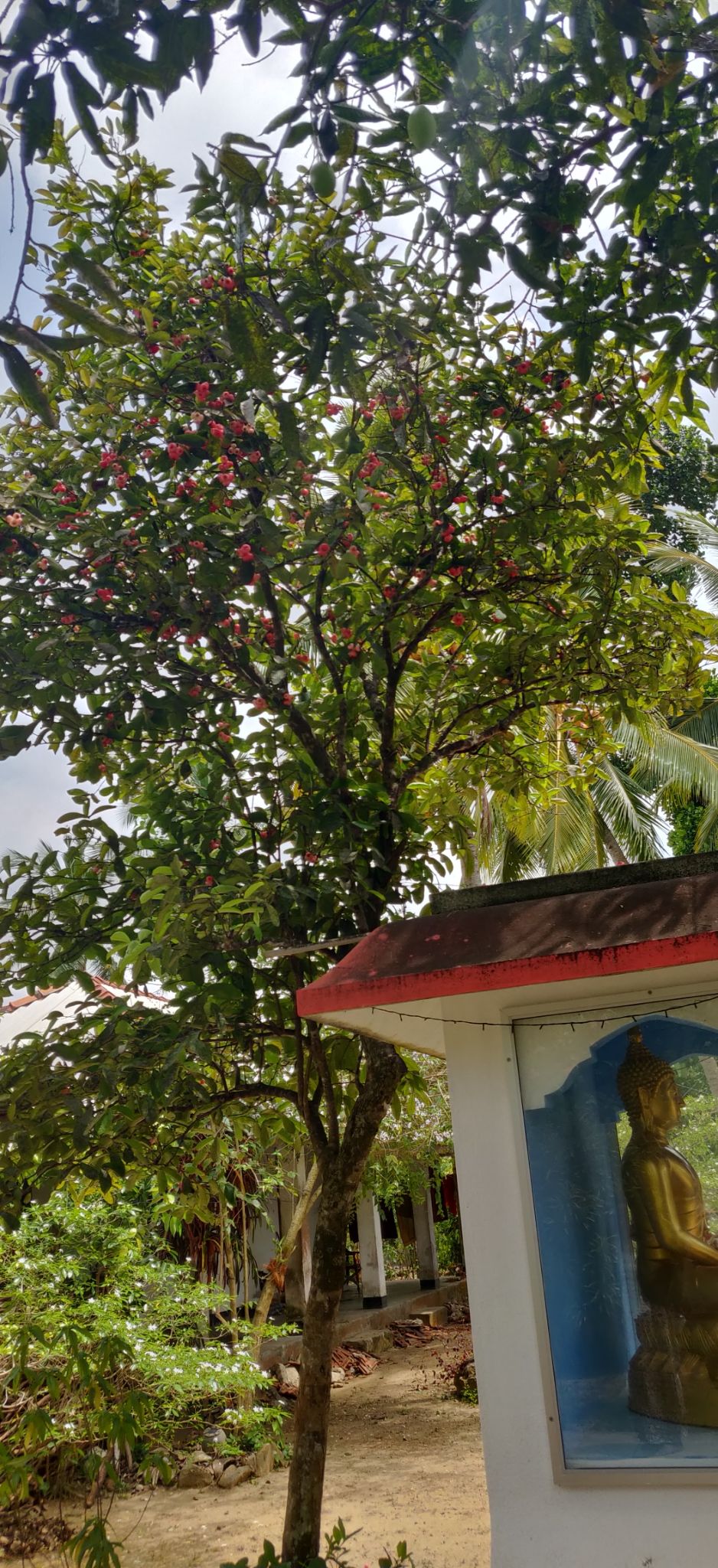 Photo of Madu Ganga , Sri Lanka by The Travel Pundit