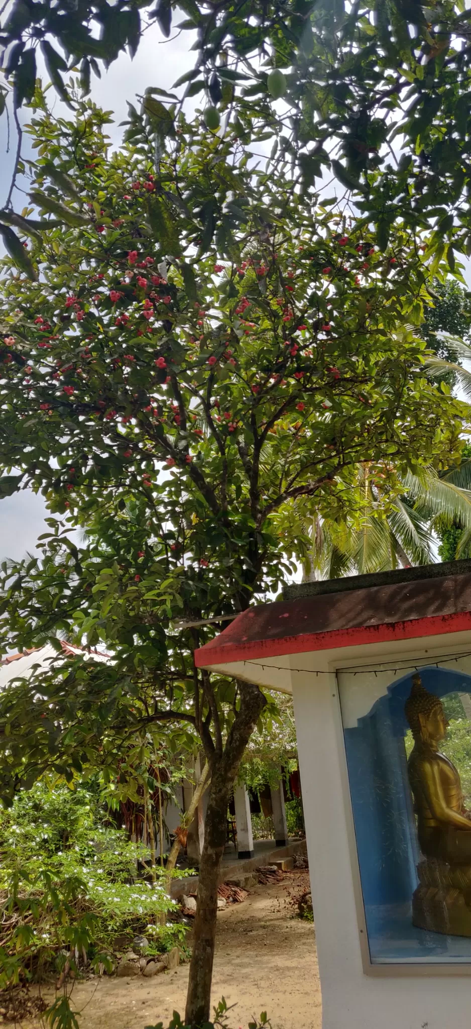 Photo of Madu Ganga , Sri Lanka by The Travel Pundit