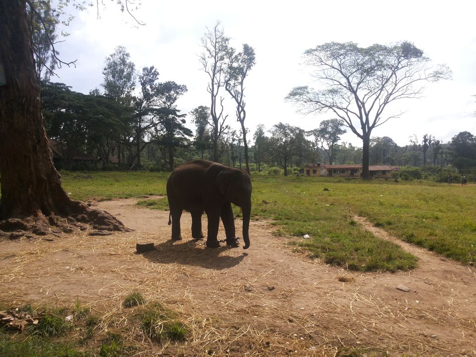 Photo of A pinch of Coffee, a dash of Nature , and Scottish feels; Coorg by The Travel Pundit