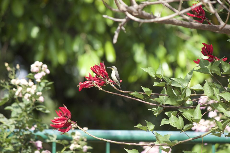 Photo of Rose Garden, Jan Marg, 16B, Sector 16, Chandigarh, India by Rararaasta