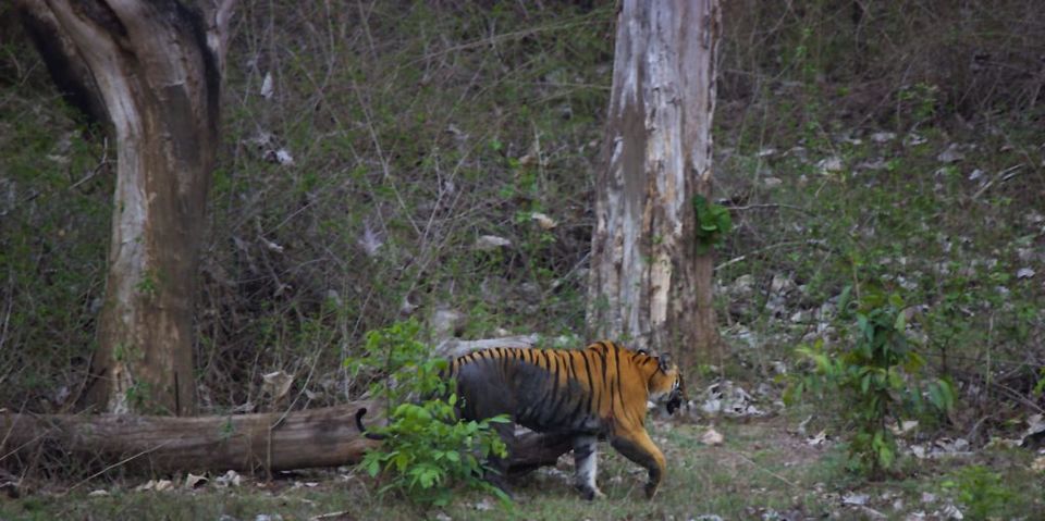Photo of STRIPE-TEASED in Bandipur 1/1 by Rararaasta
