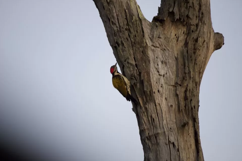 Photo of Bandipur National Park, Bandipur, Karnataka, India by Rararaasta