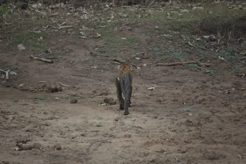 Photo of STRIPE-TEASED in Bandipur by Rararaasta