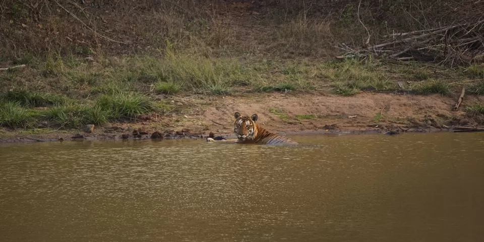 Photo of STRIPE-TEASED in Bandipur by Rararaasta