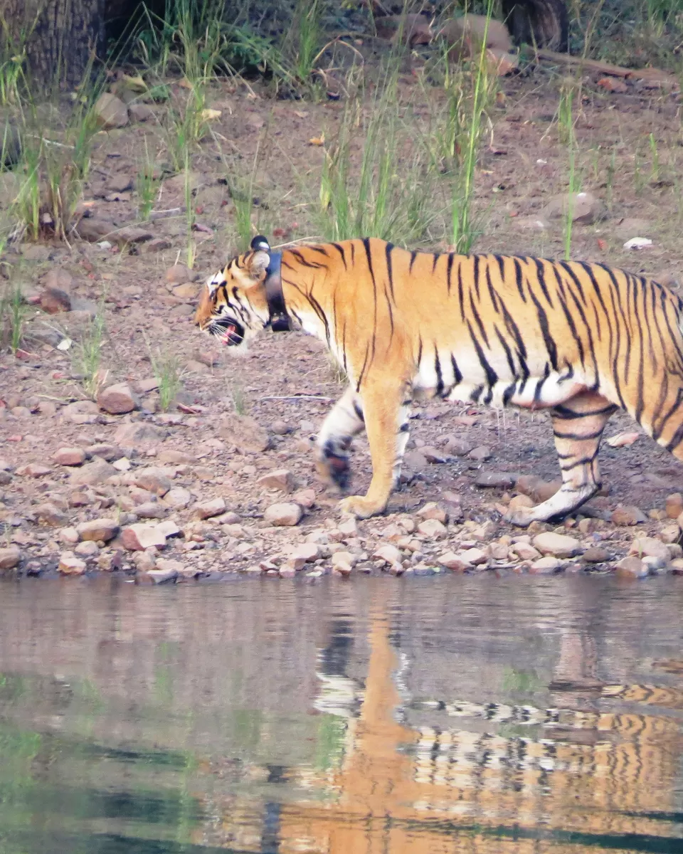 Photo of A Pleasant Encounter With Mr. & Mrs. Gupta by Fatema Habib