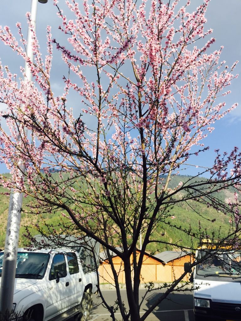 Photo of Bhutan by Priya Johari
