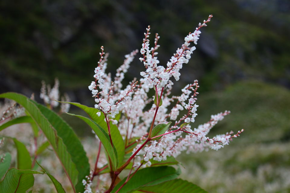 Photo of How I spent enthralling days in Valley of Flowers under Rs 2700 and revitalized my mind 3/8 by Anangsha Alomyan
