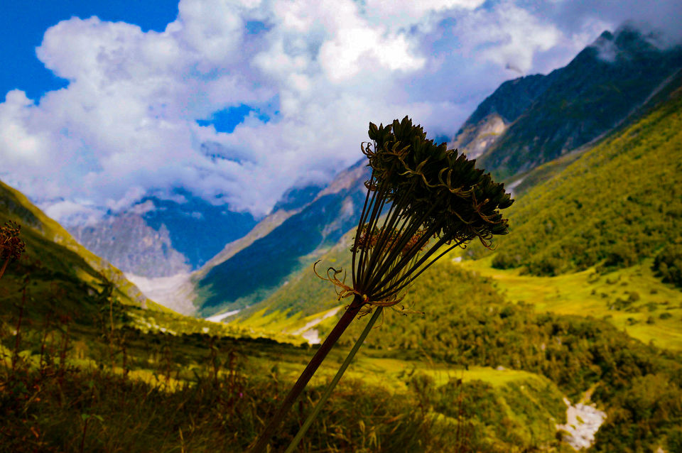Photo of How I spent enthralling days in Valley of Flowers under Rs 2700 and revitalized my mind 8/8 by Anangsha Alomyan