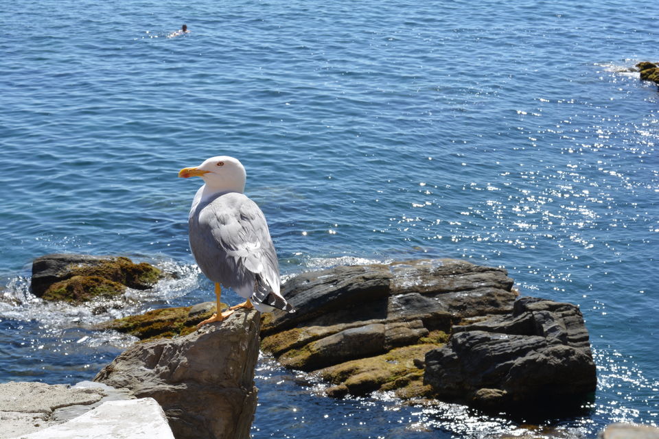 Photo of Vernazza, SP, Italy by Sonam Singh