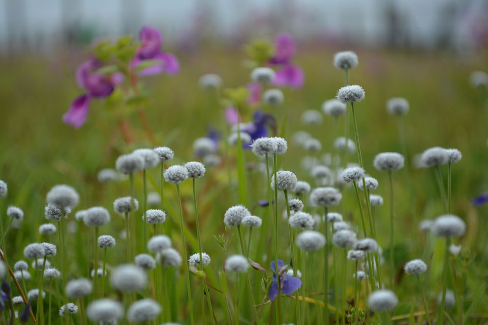 Photo of Mumbai to Kaas Plateau: A visit to western ghat's Valley of Flower by Sonam Singh