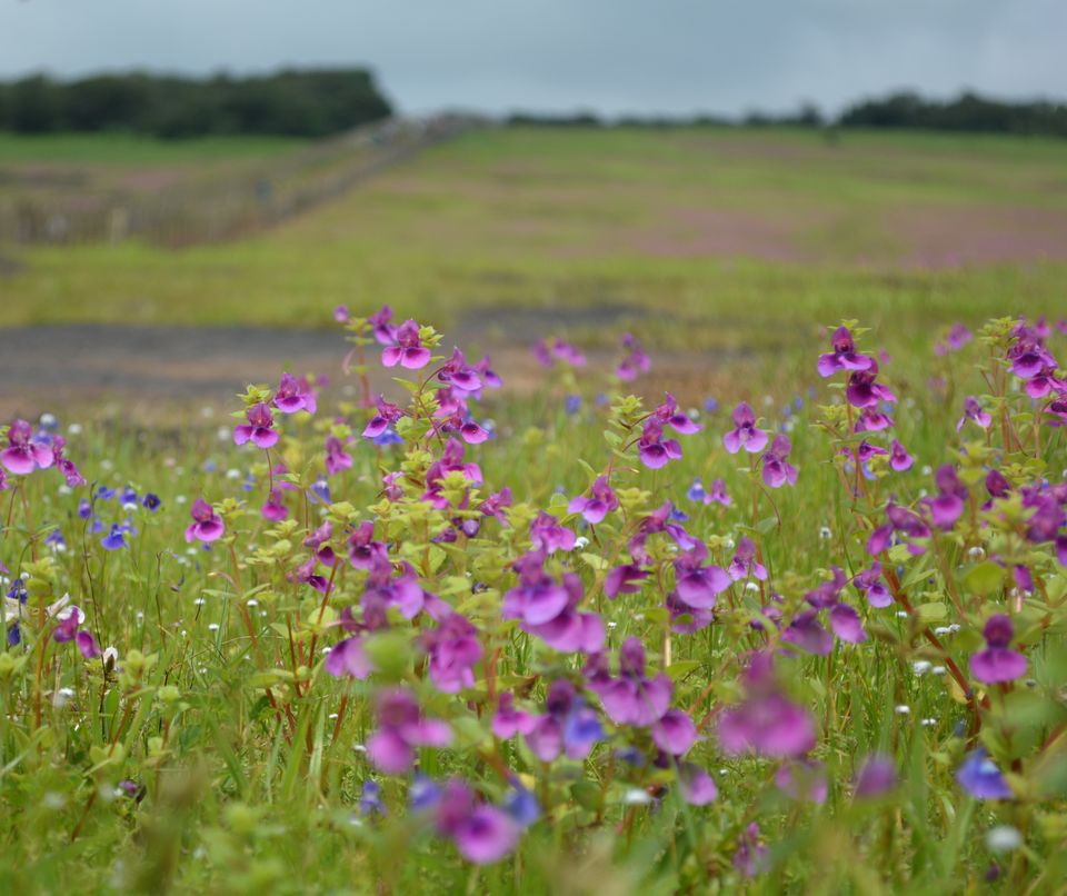 Photo of Kaas Plateau of Flowers, Satara, Maharashtra, India by Sonam Singh