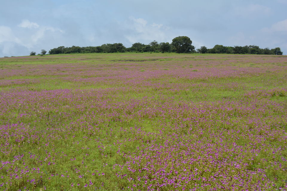 Photo of Kaas Plateau of Flowers, Satara, Maharashtra, India by Sonam Singh