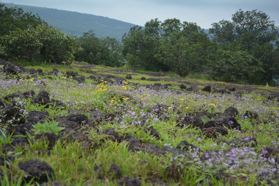Photo of Mumbai to Kaas Plateau: A visit to western ghat's Valley of Flower by Sonam Singh